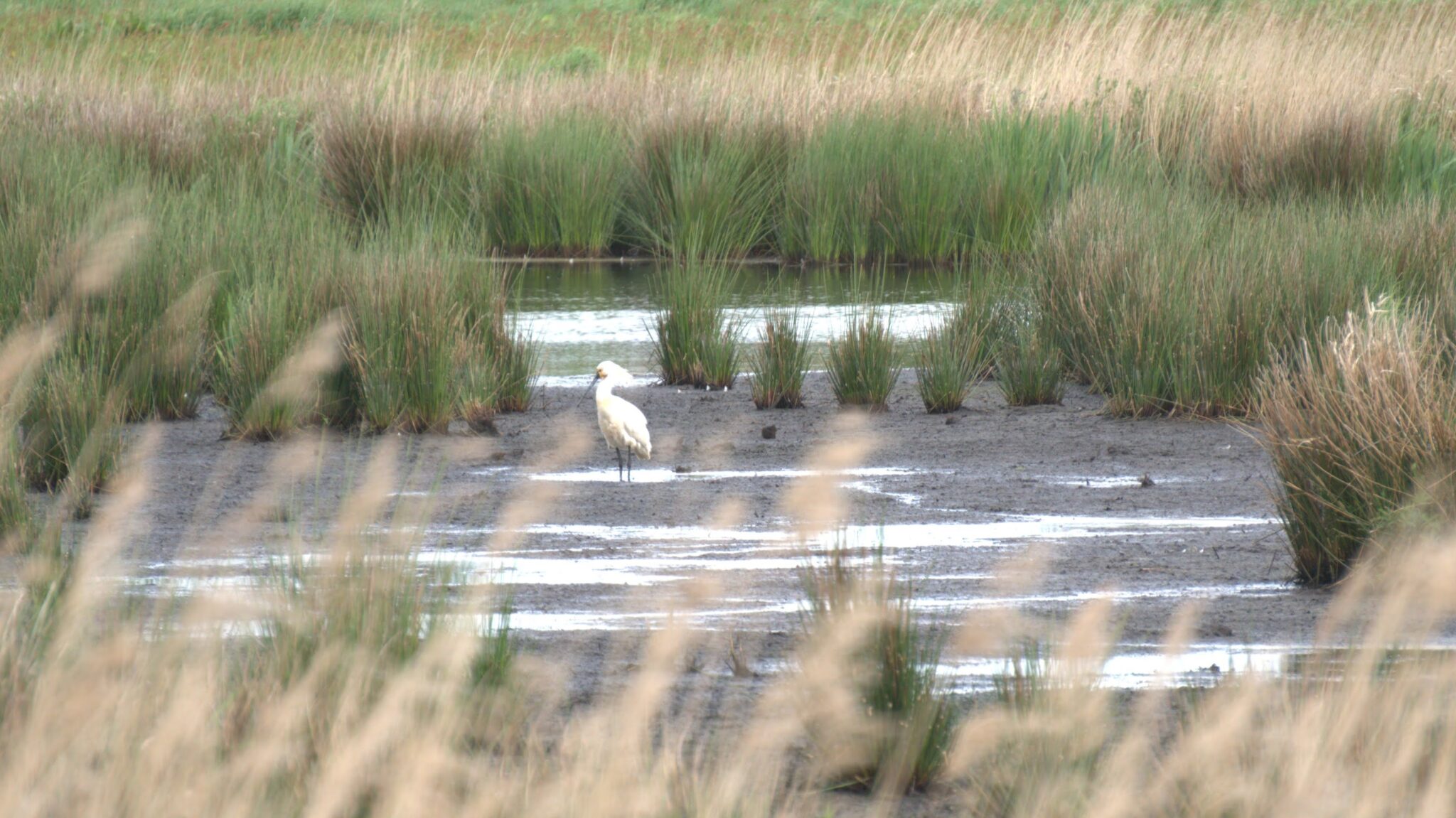 Lepelaar langs het Blommenpaad