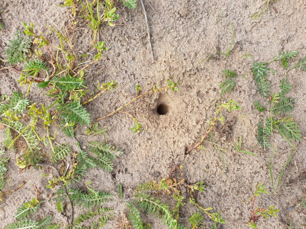 Insecten op het Blommenpaad