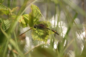 gevlekte witsnuitbel