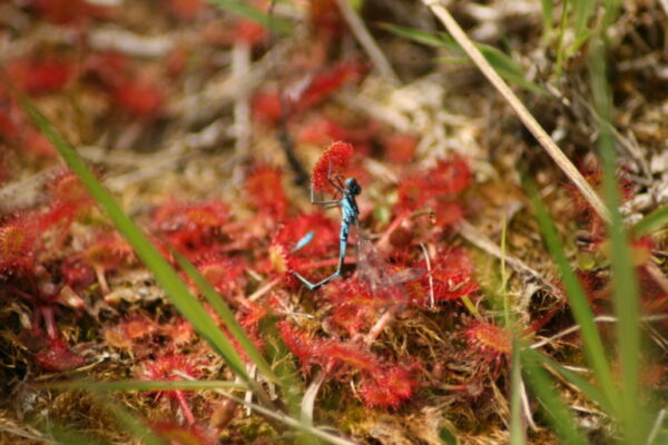 variabele waterjuffer gevangen door ronde zonnedauw