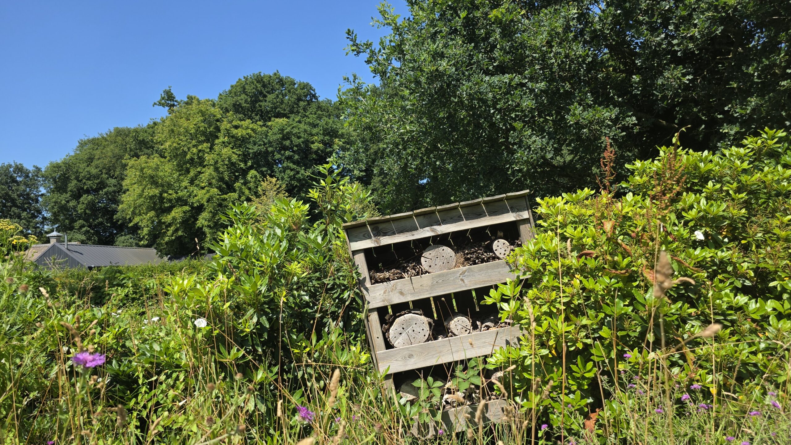 Bijenweide in Oentsjerk