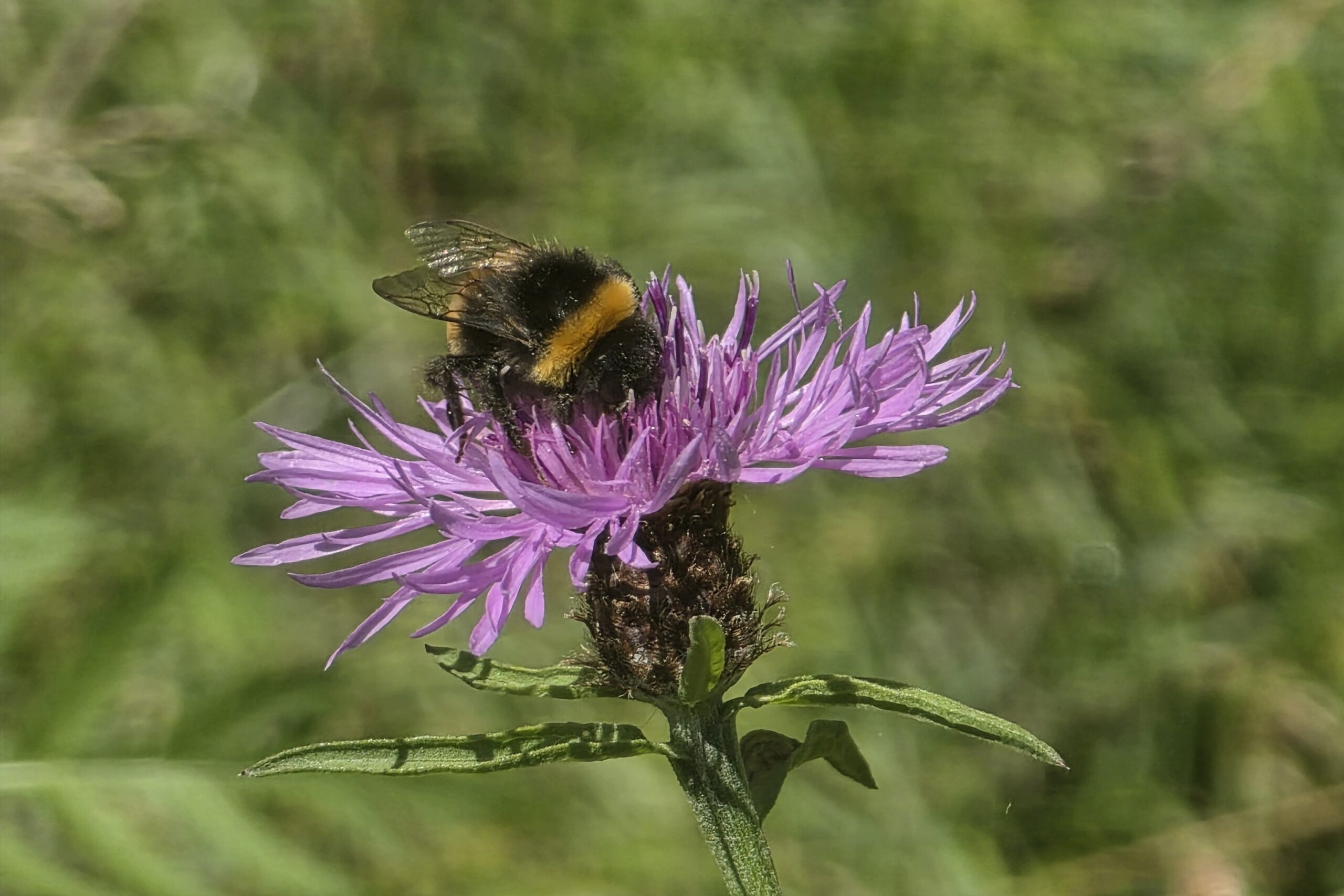 Natuur in en om Heemstrastate