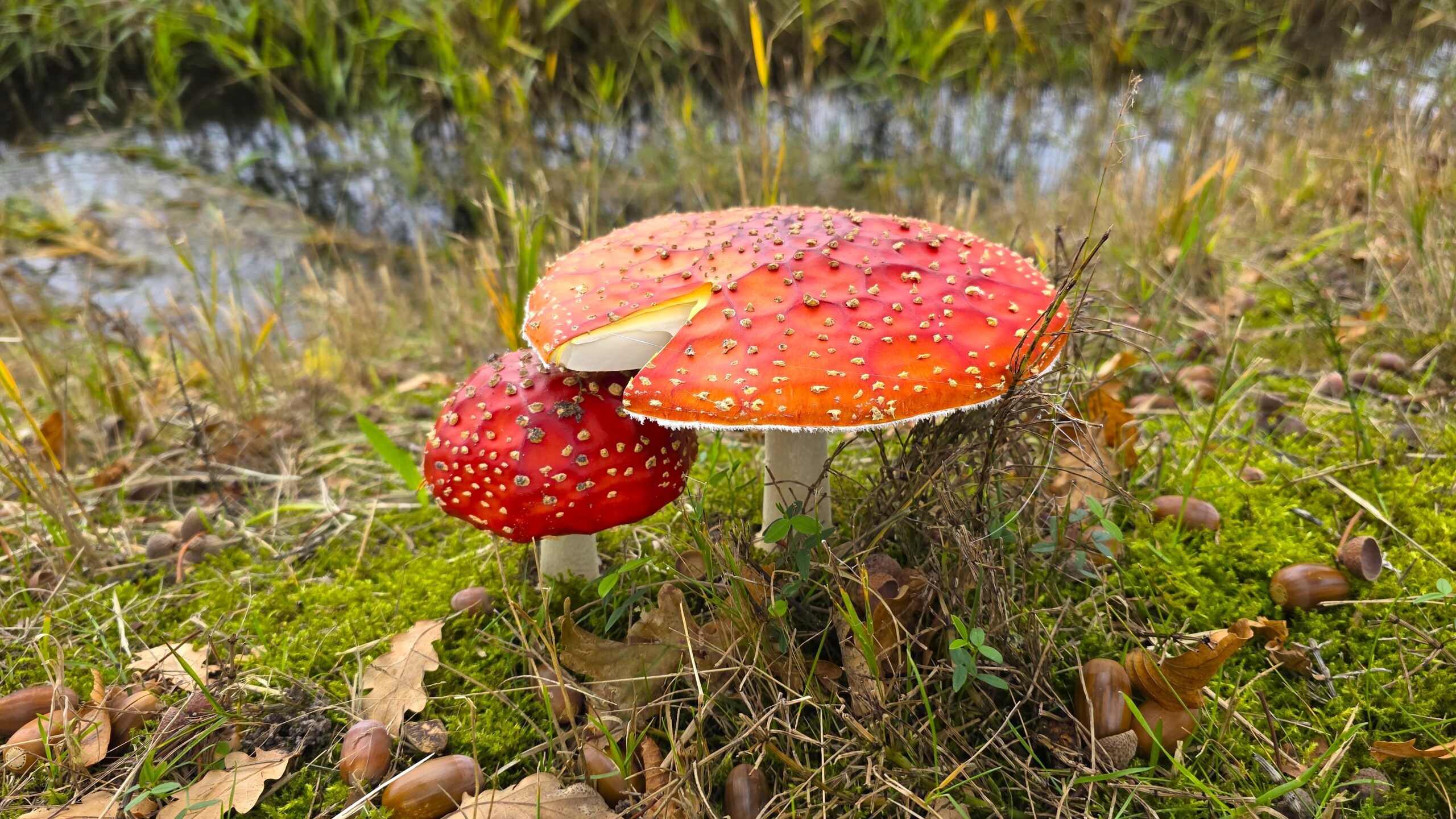 Paddestoelen in de Trynwâlden