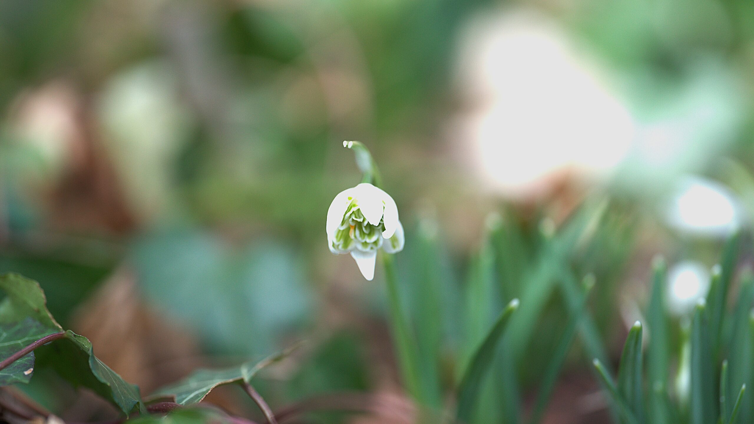 Gevulde sneeuwklok in Aldtsjerk