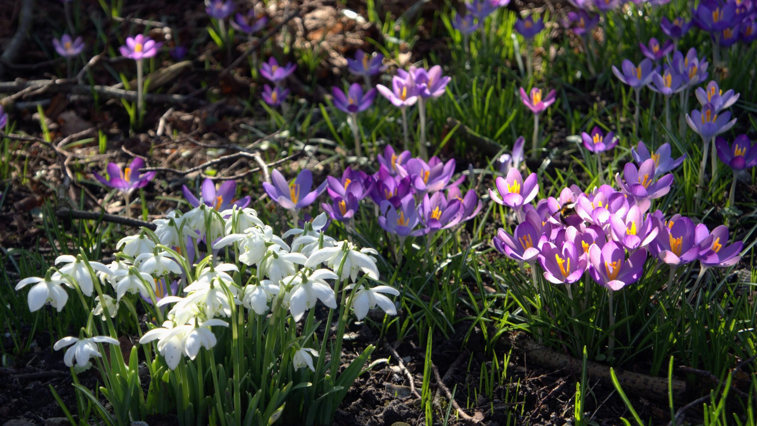 Sneeuwklokjes stralen warmte uit