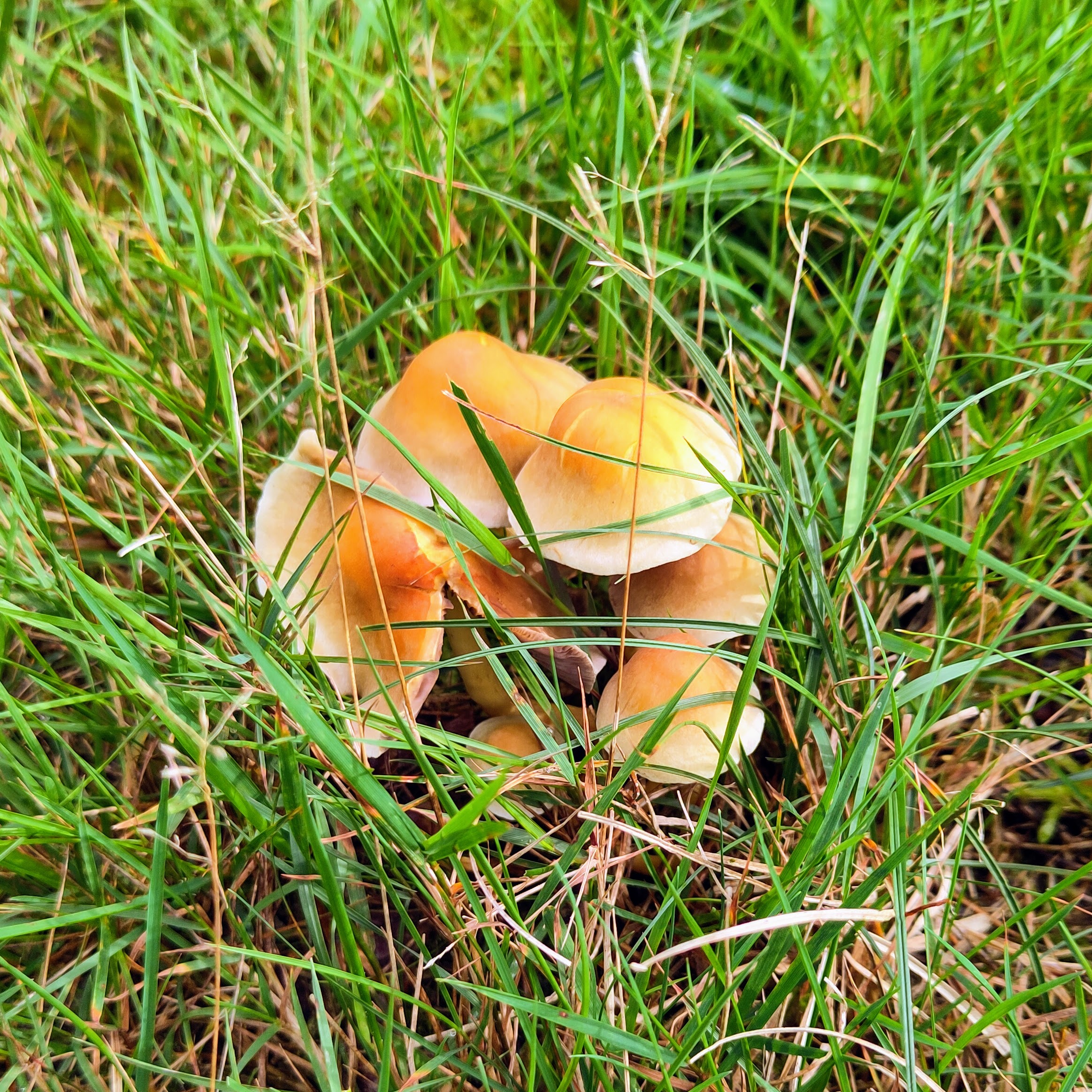 tijd voor paddenstoelen